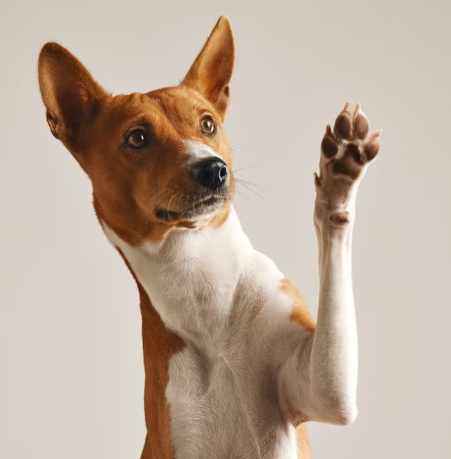 Köpek Sahiplenmek İsteyenler İçin Temel Eğitim Rehberi