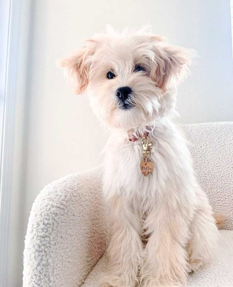 Kalp Model Evcil Hayvan İsimlik | Kedi ve Köpek Künyesi-petjew-kisiye-ozel-hatira-takilari