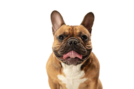 Bulldog: Sevimli Görünüşün Altında Güçlü Bir Karakter