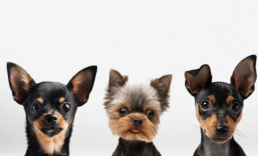 Küçük Köpek Cinsleri | Büyümeyen Köpek Cinsleri