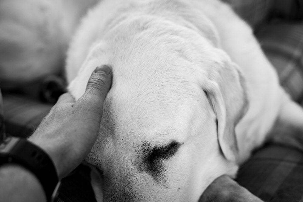 rüyada köpeğin ölmesi tabiri, rüyamda köpeğim öldü