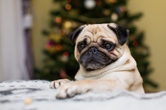 Yavru Köpeğim Neden Sürekli Havlıyor? Sorunun Kökenleri ve Çözüm Yolları
